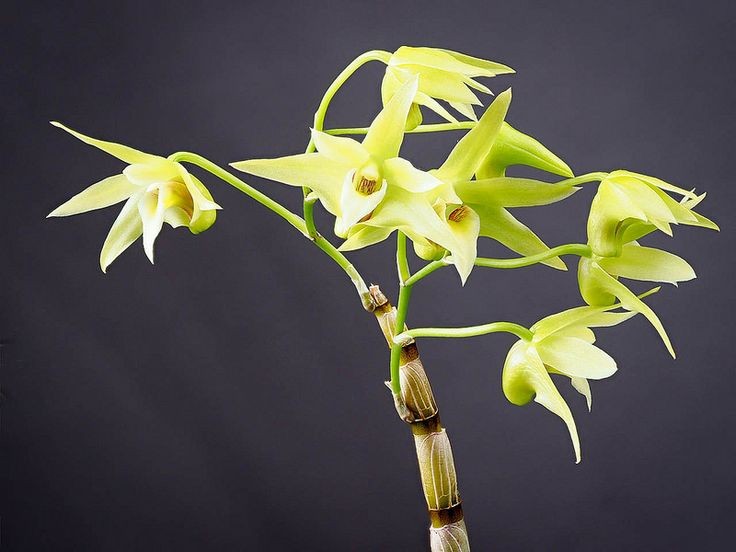 Lan thạch hộc tía - hoa lan rừng mang vẻ đẹp độc đáo và giá trị dược liệu