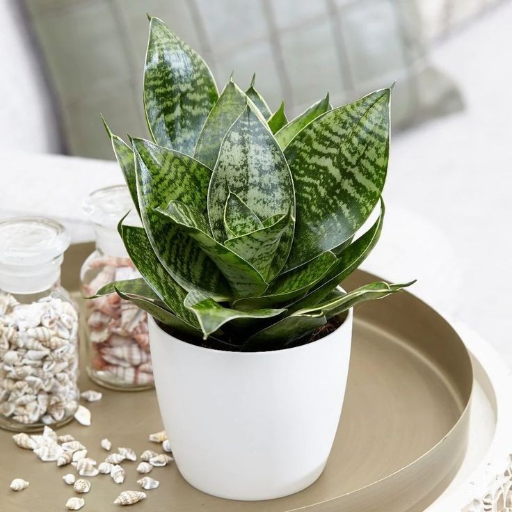 Trồng 3 cây cảnh này trong nhà, cả năm bình an - trường thọ - phát tài