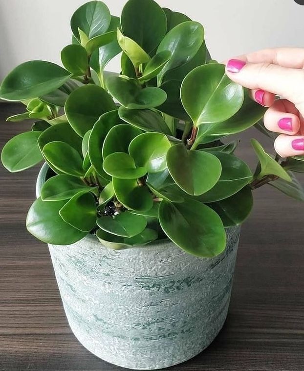 Trồng 3 cây cảnh này trong nhà, cả năm bình an - trường thọ - phát tài