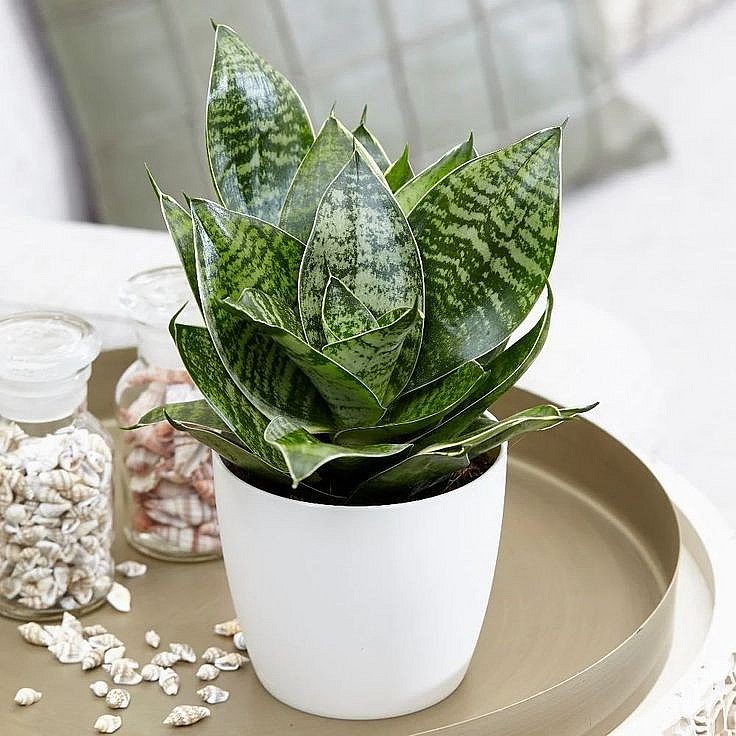 Trồng 3 cây cảnh này trong nhà, cả năm bình an - trường thọ - phát tài