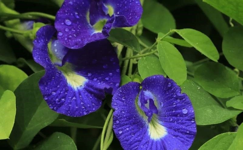 5 loại cây leo tường nở hoa rực rỡ ngày hè, trồng đâu đẹp đó