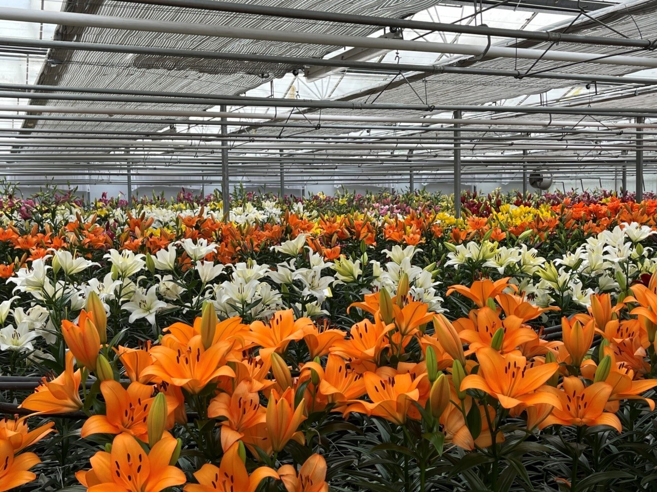 Dutch Lily Days 2025: Ngày hội hoa Lily Hà Lan tỏa hương quốc tế, bền vững cùng tương lai ngành giống
