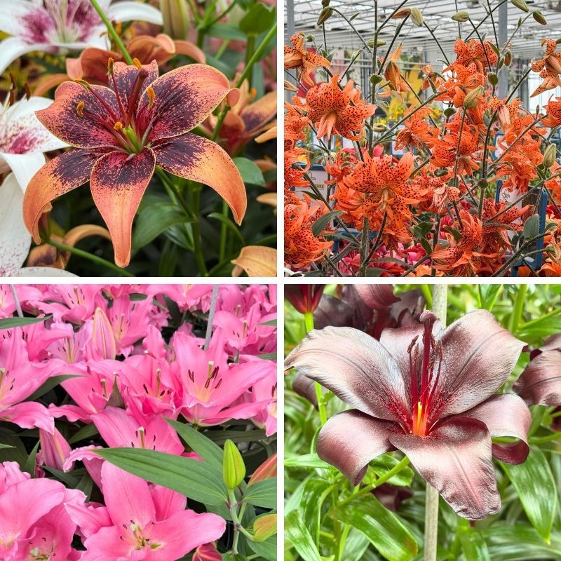 Dutch Lily Days 2025: Ngày hội hoa Lily Hà Lan tỏa hương quốc tế, bền vững cùng tương lai ngành giống