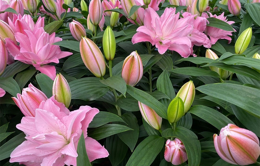 Dutch Lily Days 2025: Ngày hội hoa Lily Hà Lan tỏa hương quốc tế, bền vững cùng tương lai ngành giống
