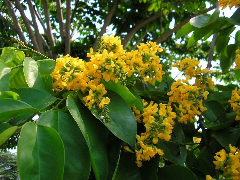 Vì sao cây giáng hương được nhà giàu ưa chuộng trong không gian sân vườn?