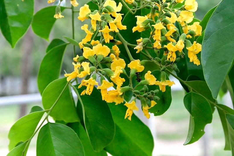 Vì sao cây giáng hương được nhà giàu ưa chuộng trong không gian sân vườn?