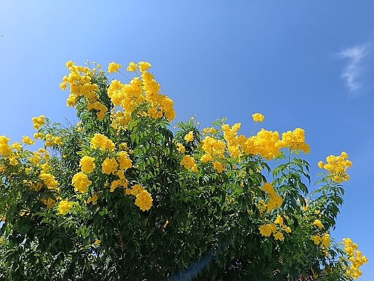 Vì sao cây giáng hương được nhà giàu ưa chuộng trong không gian sân vườn?