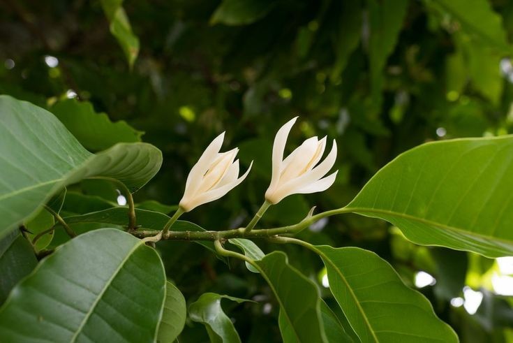 Hoa ngọc lan top những loại hoa nên sở hữu trong vườn nhà bạn