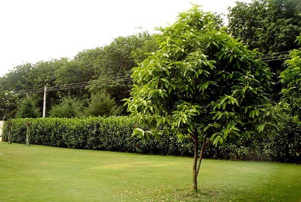 Hoa ngọc lan top những loại hoa nên sở hữu trong vườn nhà bạn