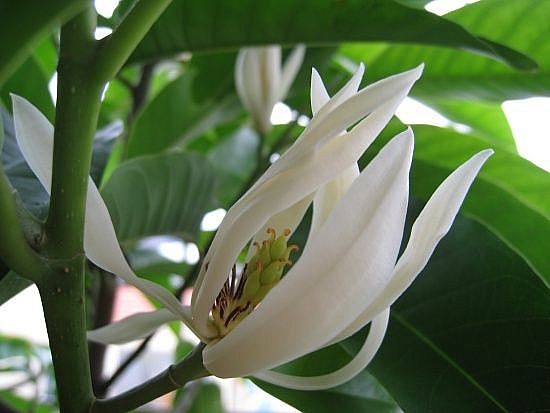 Hoa ngọc lan - loài hoa nhất định nên có trong khu vườn nhà bạn