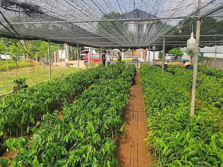 Vĩnh Phúc: Nhiều đối tượng bị khởi tố về hành vi buôn lậu cây dó bầu