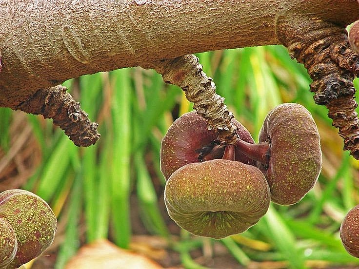 Vả mật cho bóng mát và trái quanh năm