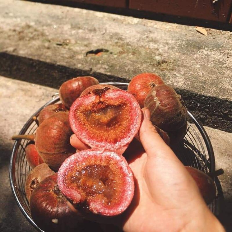 Vả mật cho bóng mát và trái quanh năm