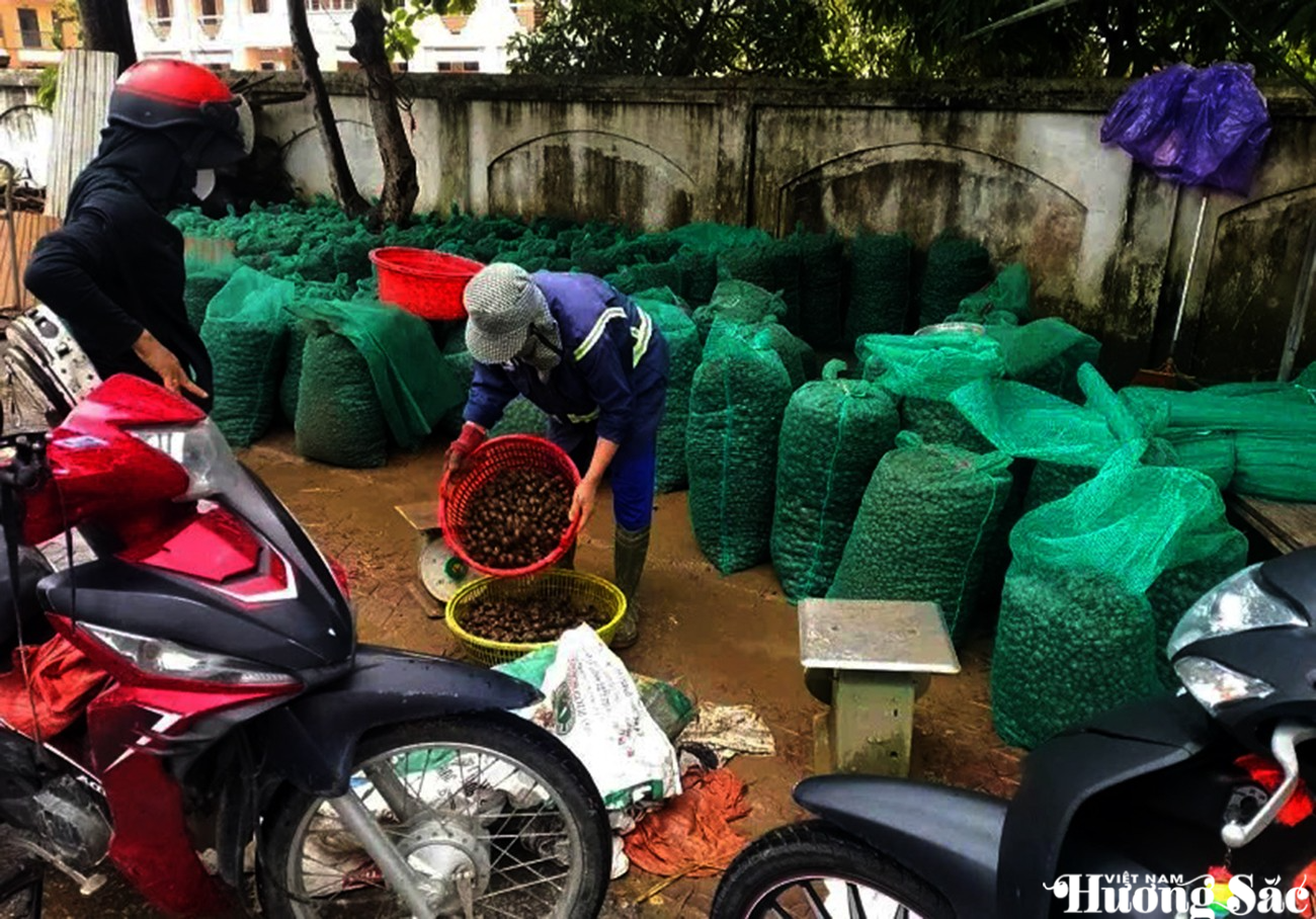 Hà Tĩnh: Ốc bươu vàng bùng phát, nông dân lo mất mùa vụ Hè Thu