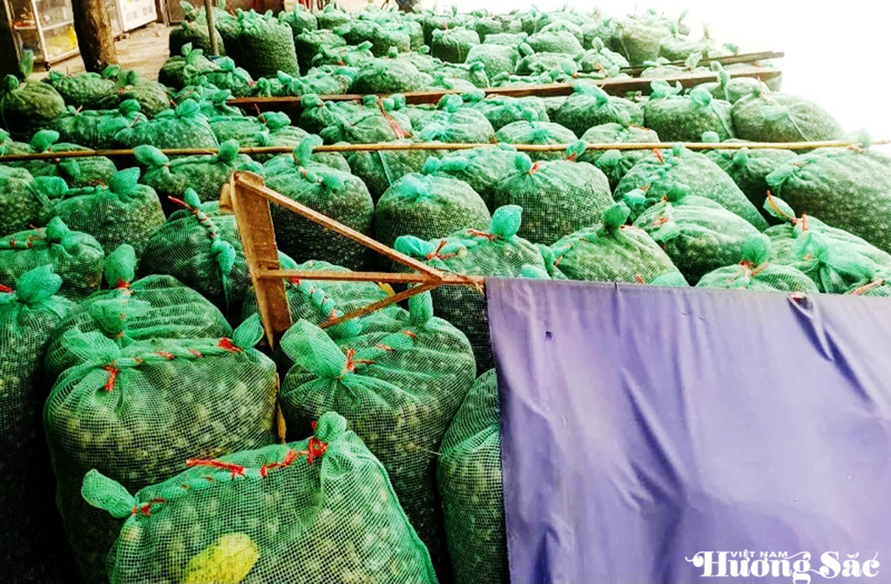 Hà Tĩnh: Ốc bươu vàng bùng phát, nông dân lo mất mùa vụ Hè Thu