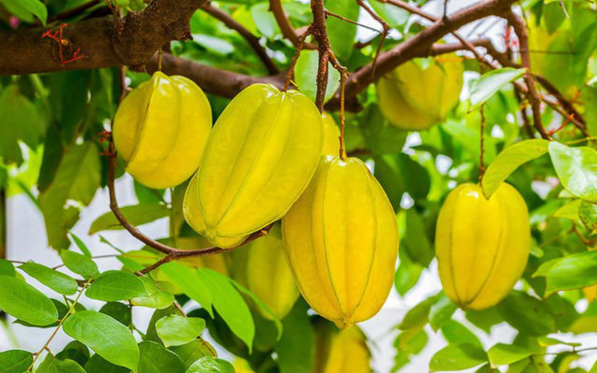 Giữ cây là giữ lộc: 3 loại cây không nên chặt dù khó chăm