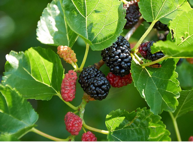 Giữ cây là giữ lộc: 3 loại cây không nên chặt dù khó chăm