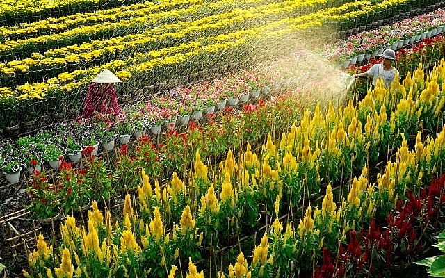 Chuyển đổi số & công nghệ ngành hoa cây cảnh Việt Nam: Kinh nghiệm Hà Lan và quốc tế