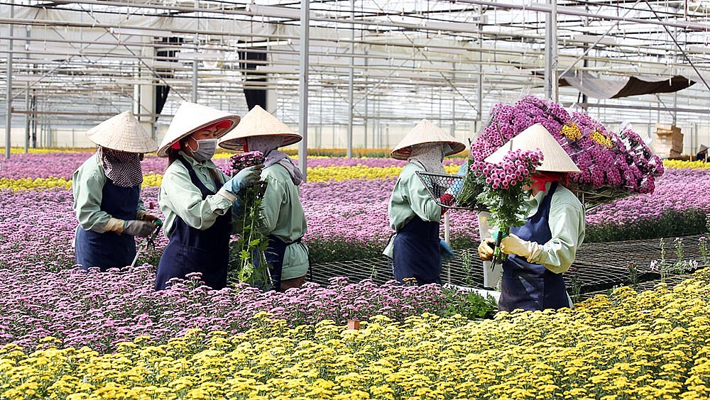 Chuyển đổi số & công nghệ ngành hoa cây cảnh Việt Nam: Kinh nghiệm Hà Lan và quốc tế