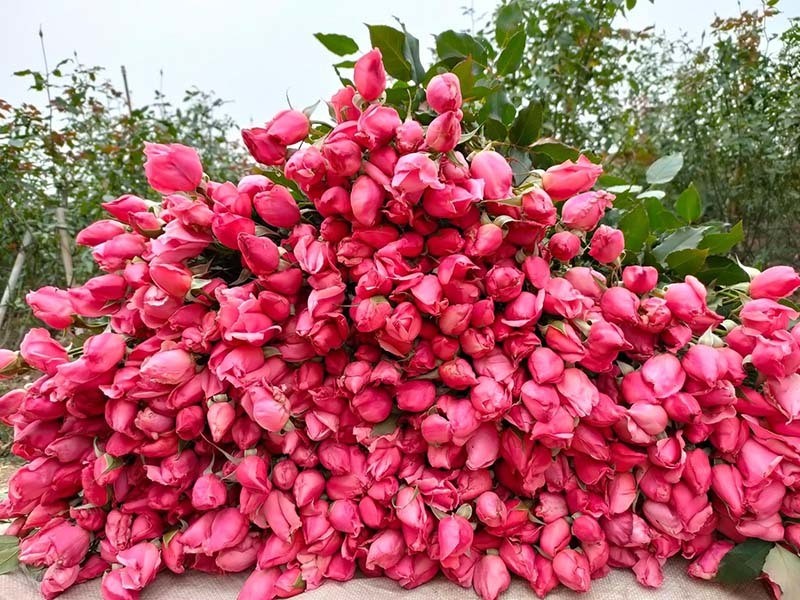 Làng Hoa Tây Tựu: Di sản truyền thống và “thủ phủ hoa” của Hà Nội