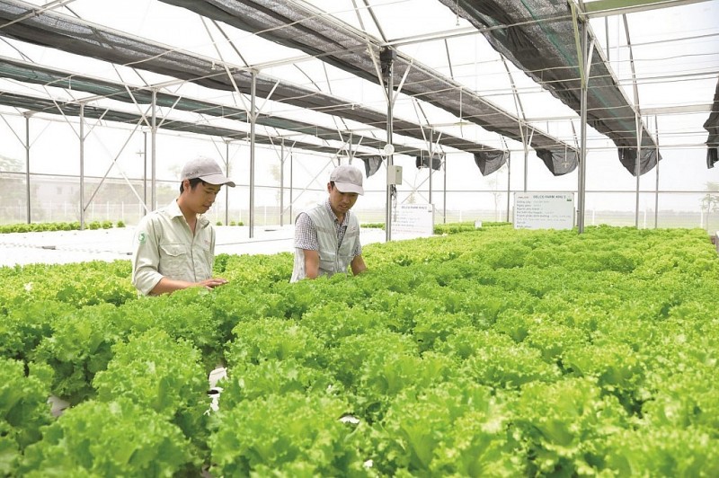 Hà Nội công bố nhiều thủ tục hành chính nội bộ lĩnh vực nông nghiệp và môi trường
