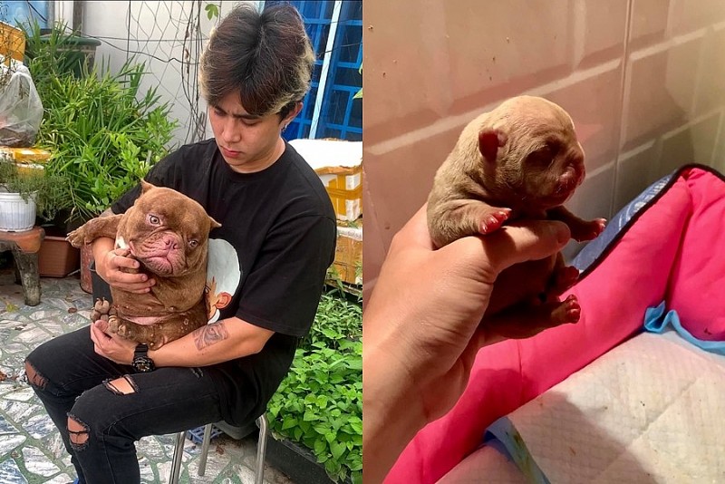 Chàng trai Cần Thơ kiếm thu nhập hàng trăm triệu mỗi năm nhờ nuôi chó Bully