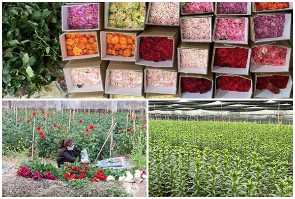 Làng Hoa Tây Tựu: Di sản truyền thống và “thủ phủ hoa” của Hà Nội