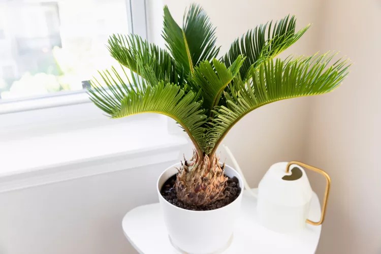 Cây thiên tuế: Biểu tượng của sự vĩnh hằng và lợi ích không ngờ