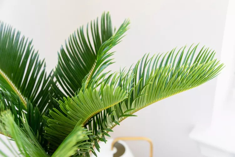 Cây thiên tuế: Biểu tượng của sự vĩnh hằng và lợi ích không ngờ