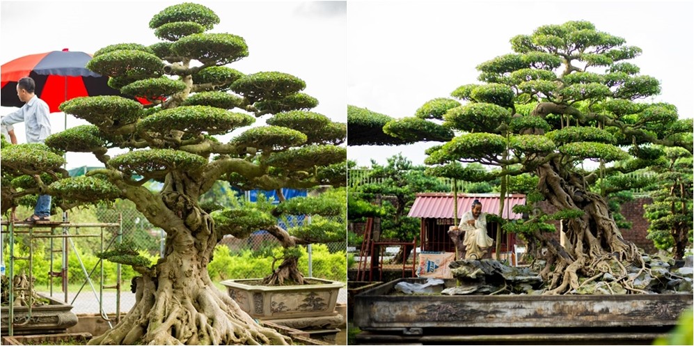 5 làng cây cảnh nổi tiếng Việt Nam mang giá trị kinh tế cao, giúp nông dân đổi đời