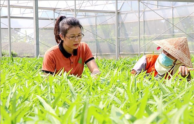 Nông nghiệp Bắc Ninh: Hướng tới tương lai xanh bền vững