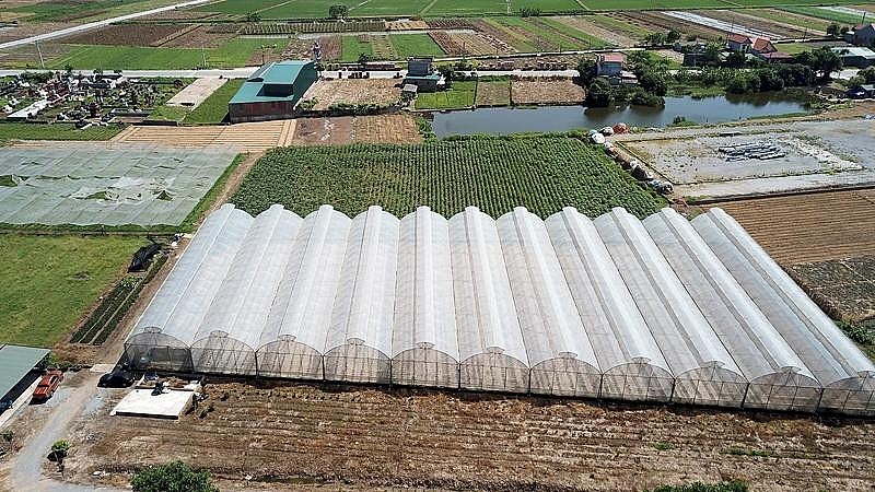Nông nghiệp Bắc Ninh: Hướng tới tương lai xanh bền vững