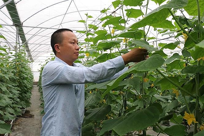 Nông nghiệp Bắc Ninh: Hướng tới tương lai xanh bền vững