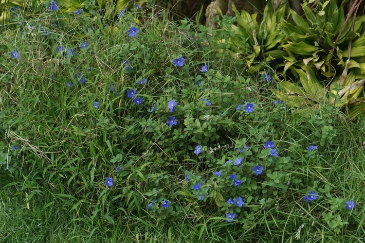 Hoa thanh tú: Tô điểm không gian, công dụng bất ngờ