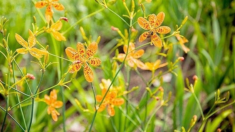 Những cây dược liệu quý: Vàng xanh trên nương đồng Việt Nam