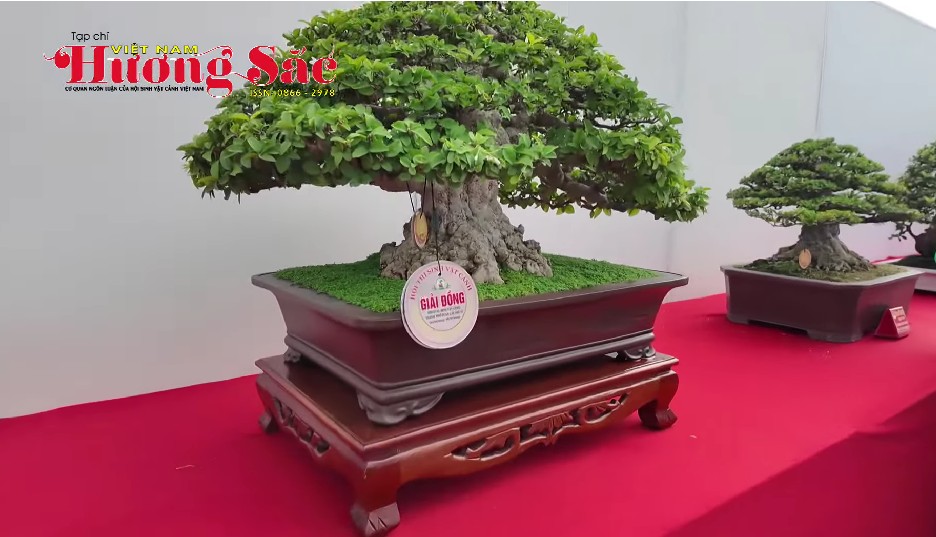 Festival Sinh vật cảnh TP Dĩ An – Bức tranh xanh lan tỏa văn hóa và xúc tiến thương mại
