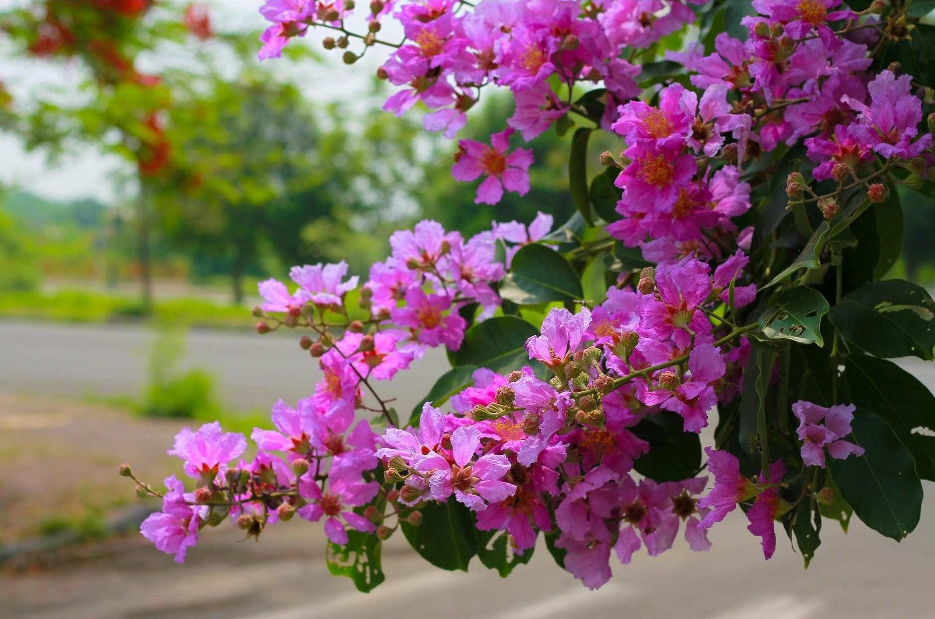 Hoa bằng lăng - nét quyến rũ mùa hè và ứng dụng hữu ích không ngờ