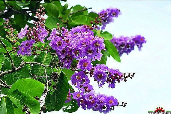 Hoa bằng lăng - nét quyến rũ mùa hè và ứng dụng hữu ích không ngờ