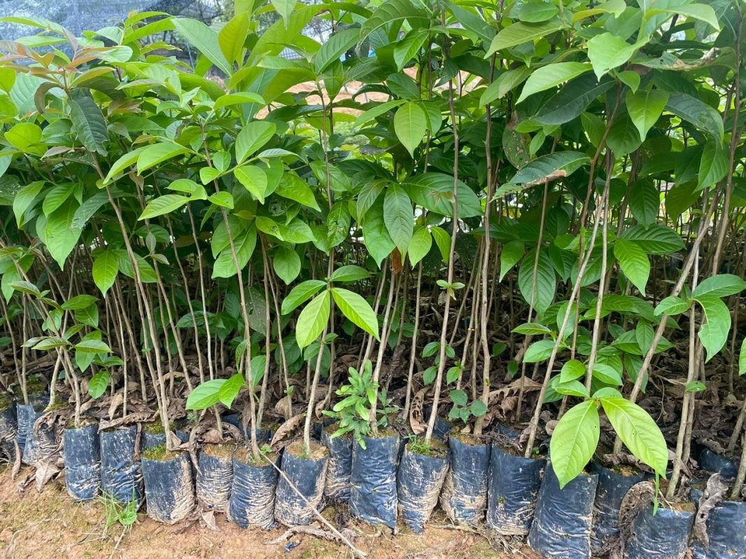 Hoa bằng lăng - nét quyến rũ mùa hè và ứng dụng hữu ích không ngờ