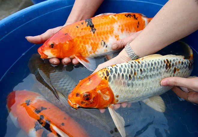 Khám phá 4 làng cá cảnh nổi tiếng Việt Nam: Nơi nghề nuôi cá cảnh trở thành sinh kế thịnh vượng