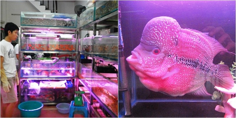 Khám phá 5 làng cá cảnh nổi tiếng Việt Nam:  Nơi nghề nuôi cá cảnh trở thành sinh kế thịnh vượng