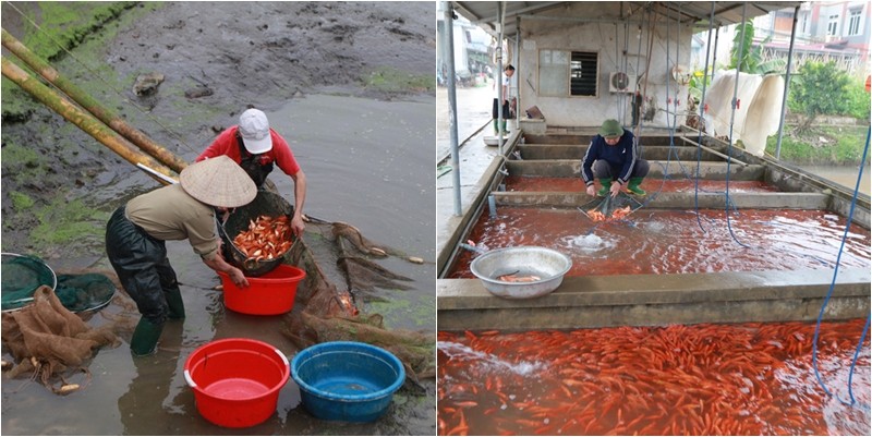 Khám phá 5 làng cá cảnh nổi tiếng Việt Nam:  Nơi nghề nuôi cá cảnh trở thành sinh kế thịnh vượng