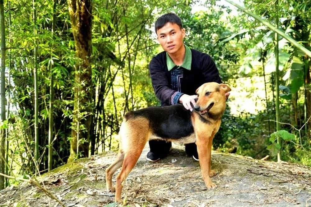 Chó Mông Cộc: Vì sao giống chó bản địa này được kì vọng là Quốc khuyển Việt Nam?