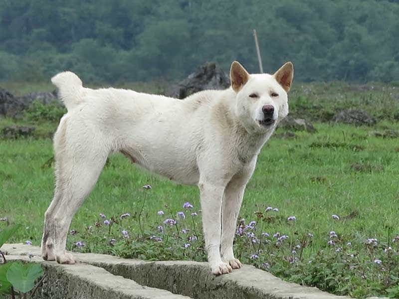 Chó Mông Cộc: Vì sao giống chó bản địa này được kì vọng là Quốc khuyển Việt Nam?