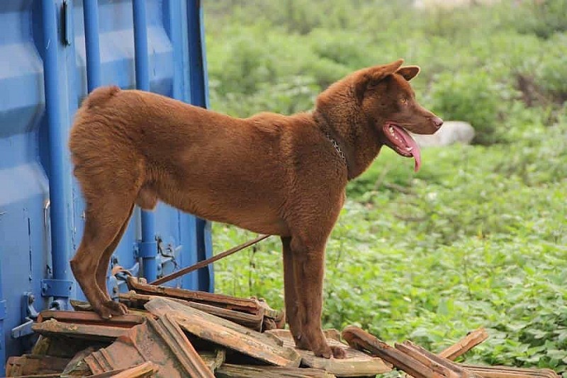 Chó Mông Cộc: Vì sao giống chó bản địa này được kì vọng là "Quốc khuyển" Việt Nam?