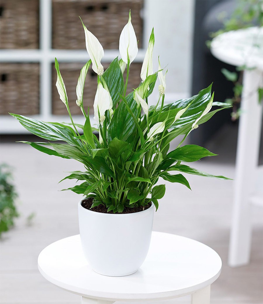 Để loại cây phong thủy này trong phòng, năng lượng tiêu cực sẽ tiêu tan, gia chủ sẽ có vận khí cực tốt