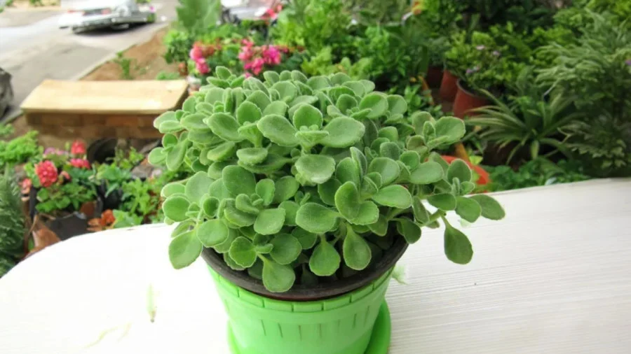 Để loại cây phong thủy này trong phòng, năng lượng tiêu cực sẽ tiêu tan, gia chủ sẽ có vận khí cực tốt