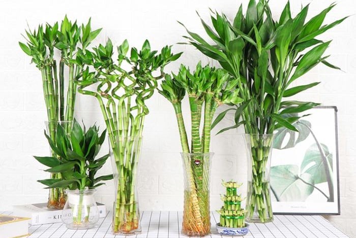 Để loại cây phong thủy này trong phòng, năng lượng tiêu cực sẽ tiêu tan, gia chủ sẽ có vận khí cực tốt