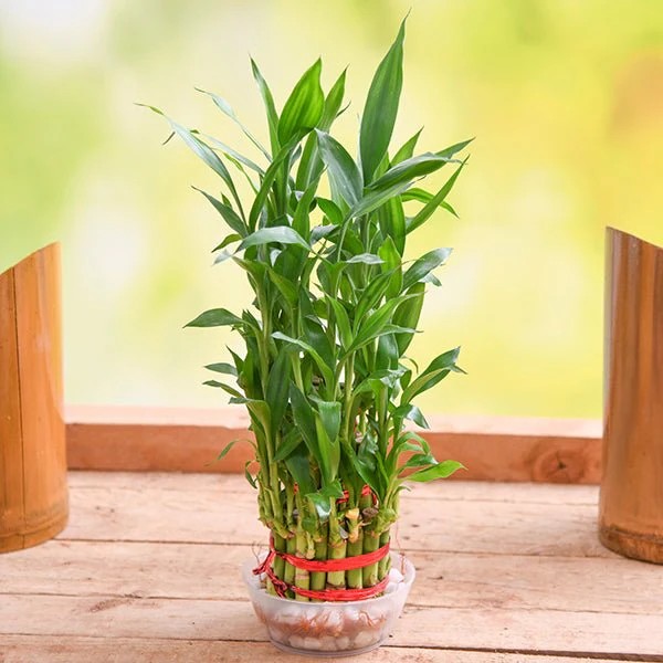Cây cảnh thần tài: 6 loại cây mang may mắn cho gia đình