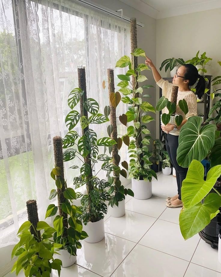 Để loại cây phong thủy này trong phòng, năng lượng tiêu cực sẽ tiêu tan, gia chủ sẽ có vận khí cực tốt